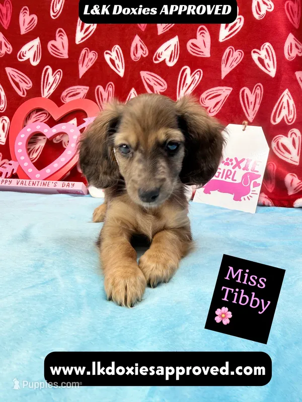 Miss Tibby 785-821-1920