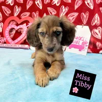 Miss Tibby 785-821-1920 🩷, a female Miniature Dachshund for sale in Arapahoe, CO – Photo 1 of 10