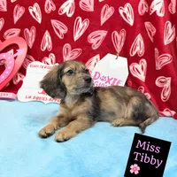 Miss Tibby 785-821-1920 🩷, a female Miniature Dachshund for sale in Arapahoe, CO – Photo 8 of 10