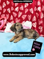 Miss Tibby 785-821-1920, a female Miniature Dachshund for sale in Arapahoe, CO – Photo 8 of 10