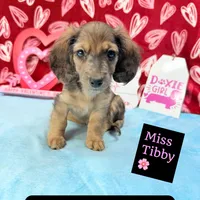 Miss Tibby 785-821-1920 🩷, a female Miniature Dachshund for sale in Arapahoe, CO – Photo 4 of 10