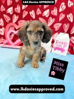 Miss Tibby 785-821-1920, a female Miniature Dachshund for sale in Arapahoe, CO – Photo 4 of 10
