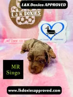 Mr Singo , a female Miniature Dachshund for sale in Arapahoe, CO – 1 of 10