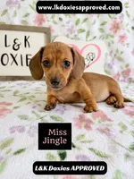 Miss Jiggle SH , a female Miniature Dachshund for sale in Arapahoe, CO – 2 of 10