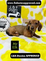 Mr Elk NON DAPPLE GUY, a male Miniature Dachshund for sale in Arapahoe, CO – 6 of 10