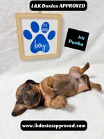 Mr Pumba 785-821-1920, a male Miniature Dachshund for sale in Arapahoe, CO – 5 of 10