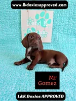 Mr Gomez SH , a male Miniature Dachshund for sale in Arapahoe, CO – 6 of 10