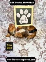 Miss Gina SH NO Dapple genes, a female Miniature Dachshund for sale in Arapahoe, CO – 6 of 10