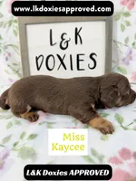 Miss Kaycee 785-821-1920, a female Miniature Dachshund for sale in Arapahoe, CO – 3 of 10
