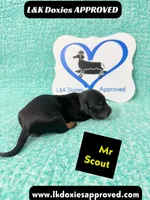 Mr Scout 785-821-1920, a male Miniature Dachshund for sale in Arapahoe, CO – 2 of 10