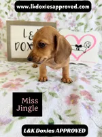 Miss Jiggle SH , a female Miniature Dachshund for sale in Arapahoe, CO – 7 of 10