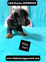 Miss Siri 785-821-1920, a female Miniature Dachshund for sale in Arapahoe, CO – 7 of 10