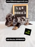 Mr Koda  785-821-1920 SH, a male Miniature Dachshund for sale in Arapahoe, CO – 3 of 10
