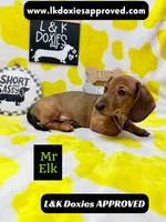 Mr Elk NON DAPPLE GUY, a male Miniature Dachshund for sale in Arapahoe, CO – 8 of 10