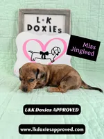 Miss Jingleed 785-821-1920 SH, a female Miniature Dachshund for sale in Arapahoe, CO – 8 of 10