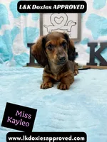 Miss Kayleo, a female Miniature Dachshund for sale in Arapahoe, CO – 2 of 10
