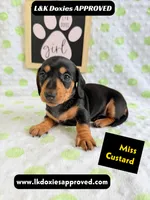 Miss Custard 785-821-1920 SH , a female Miniature Dachshund for sale in Arapahoe, CO – 4 of 10