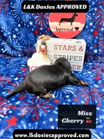 Miss Cherry 785-821-1920, a female Miniature Dachshund for sale in Arapahoe, CO – 5 of 10