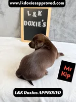 Mr. Kip 785-821-1920 SH, a male Miniature Dachshund for sale in Arapahoe, CO – 4 of 10