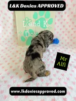 Mr Alfie 795-821-1920, a male Miniature Dachshund for sale in Arapahoe, CO – 7 of 9