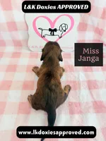 Miss Janga, a female Miniature Dachshund for sale in Arapahoe, CO – 10 of 10