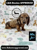 Mr Jett 785-821-1920, a male Miniature Dachshund for sale in Arapahoe, CO – 10 of 10