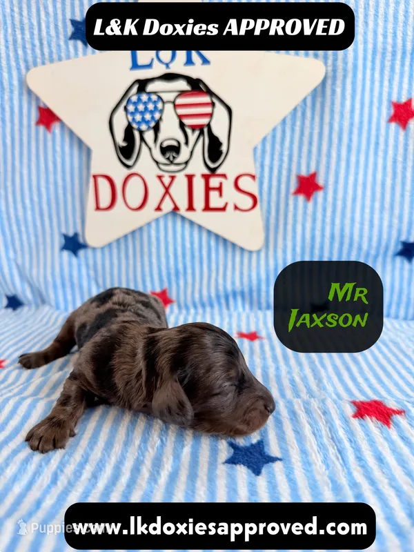 Mr Jaxson – Miniature Dachshund puppy for sale in Arapahoe, CO