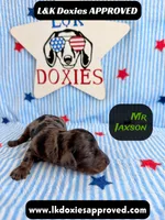 Mr Jaxson, a male Miniature Dachshund for sale in Arapahoe, CO – 1 of 10