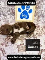 Mr Gomez SH , a male Miniature Dachshund for sale in Arapahoe, CO – 7 of 10