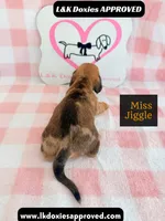 Miss Jiggle, a female Miniature Dachshund for sale in Arapahoe, CO – 4 of 9