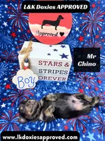 Mr Chino, a male Miniature Dachshund for sale in Arapahoe, CO – 6 of 8