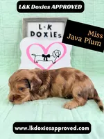 Miss Java Plum 785-821-1920, a female Miniature Dachshund for sale in Arapahoe, CO – 3 of 10