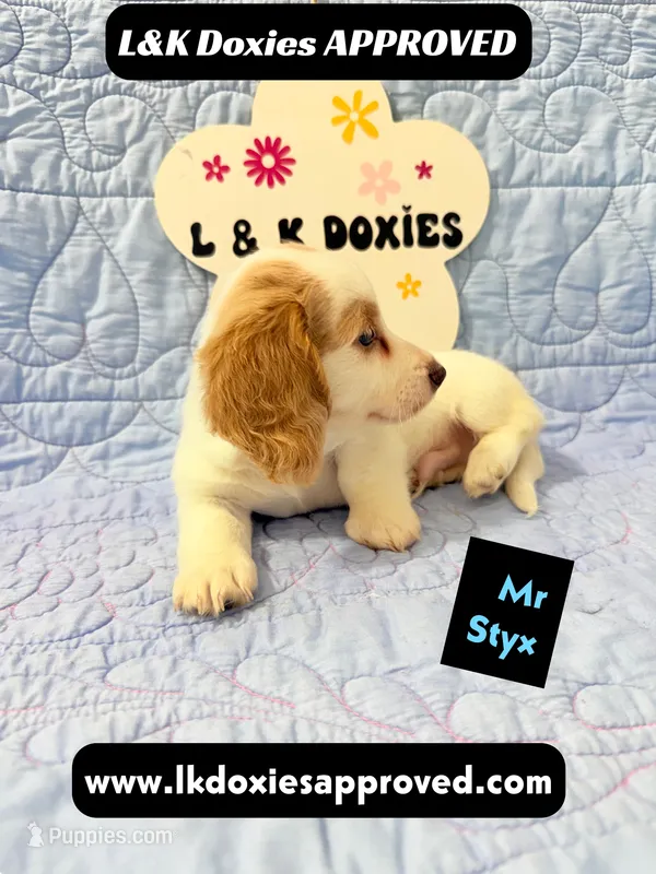Mr Styx 785-821-1920 LH – Miniature Dachshund puppy for sale in Arapahoe, CO