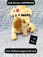 Mr Styx 785-821-1920 LH, a male Miniature Dachshund for sale in Arapahoe, CO – 1 of 9