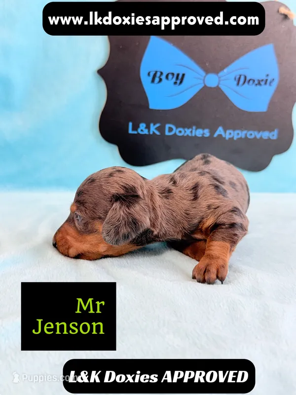 Mr Jenson 💙 – Miniature Dachshund puppy for sale in Arapahoe, CO