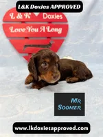Mr Soomer LH 785-821-1920, a male Miniature Dachshund for sale in Arapahoe, CO – 7 of 10