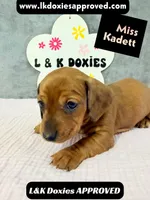 Miss Kadett 785-821-1920, a female Miniature Dachshund for sale in Arapahoe, CO – 2 of 10