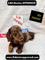 Mr Jamar 💙, a male Miniature Dachshund for sale in Arapahoe, CO – 6 of 8
