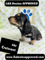 Mr Croissant 785-821-1920 LH, a male Miniature Dachshund for sale in Arapahoe, CO – 6 of 10