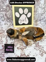 Miss Gerdi SH NO Dapple genes, a female Miniature Dachshund for sale in Arapahoe, CO – 6 of 10