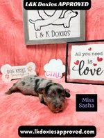 Miss Sasha Dapple LH , a female Miniature Dachshund for sale in Arapahoe, CO – 2 of 10