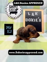 Mr Ej NO MEREL GENE SH, a male Miniature Dachshund for sale in Arapahoe, CO – 3 of 10