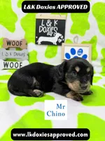Mr Chino LH , a male Miniature Dachshund for sale in Arapahoe, CO – 4 of 10