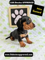 Miss Custard 785-821-1920 SH , a female Miniature Dachshund for sale in Arapahoe, CO – 6 of 10