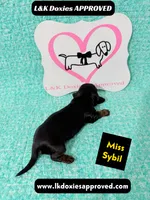 Miss Sybil 785-821-1920, a female Miniature Dachshund for sale in Arapahoe, CO – 8 of 10