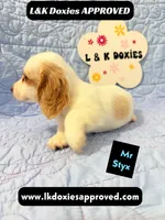 Mr Styx 785-821-1920 LH, a male Miniature Dachshund for sale in Arapahoe, CO – 6 of 9