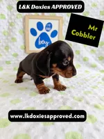 Mr Cobler 785-821-1920 SH, a male Miniature Dachshund for sale in Arapahoe, CO – 8 of 10