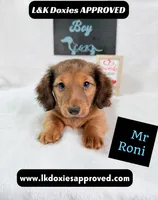 Mr Roni 785-821-1920, a male Miniature Dachshund for sale in Arapahoe, CO – 4 of 10