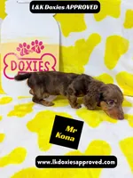 Mr Kona LH  785-821-1920, a female Miniature Dachshund for sale in Arapahoe, CO – 3 of 10
