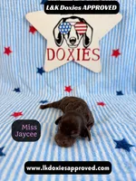 Miss Jaycee , a female Miniature Dachshund for sale in Arapahoe, CO – 8 of 10